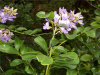 100 MOUNTAIN LAUREL HARDWOOD CUTTINGS 